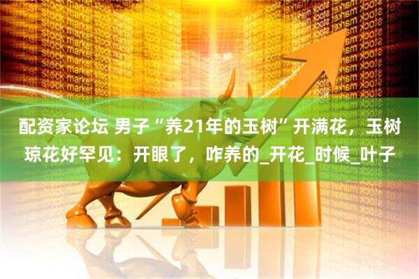 配资家论坛 男子“养21年的玉树”开满花，玉树琼花好罕见：开眼了，咋养的_开花_时候_叶子